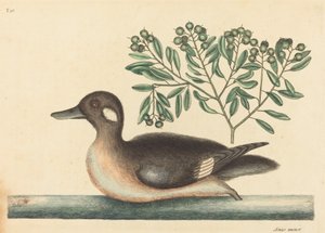 Den lille brune and Anas rustica, udgivet 1754.