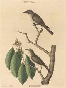 Den lille brune fluesnapper af Mark Catesby