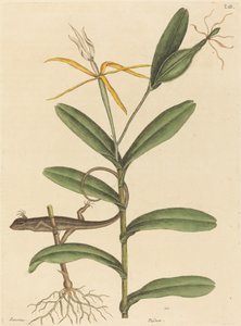 Lyon Lizard Lacerta 6-lineata, udgivet 1731-1743. af Mark Catesby