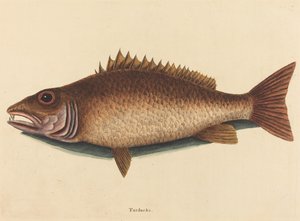 The Mangrove Snapper Labrus Griseus, udgivet af Mark Catesby