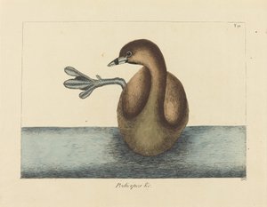 The Pied-billed Dobchick (Colymbus podiceps) af Mark Catesby
