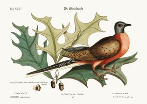 Passageduen, 1749-73 af Mark Catesby