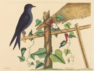 The Purple Martin (Purple Martin) af Mark Catesby