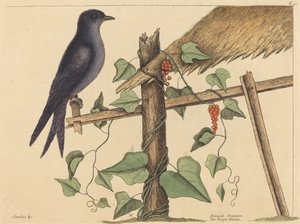The Purple Martin (Purple Martin)