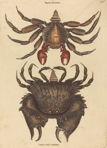 Den rødbrogede stenkrabbe (Cancer grapsus) af Mark Catesby