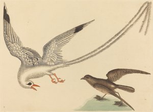 Risfuglen Emberiza oryzivora, udgivet 1731-1743. af Mark Catesby
