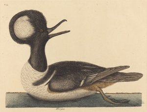 Den runde kamand (Mergus cucullatus) af Mark Catesby