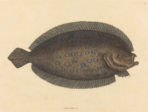 The Sole Pleuronectes lunatus, udgivet 1731-1743. af Mark Catesby