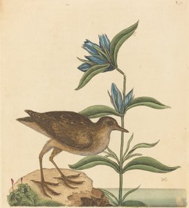 The Soree Rallus Virginianus, udgivet 1731-1743. af Mark Catesby