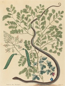 The Spotted Ribbon Snake Coluber nebulosus, udgivet 1731-1743. af Mark Catesby