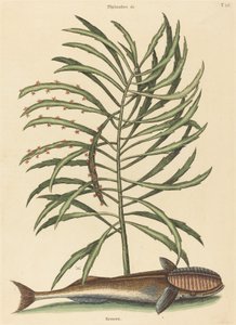 Den sugende fisk (Echeneis naucratis) af Mark Catesby