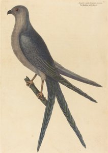 The Swallow Tail Hawk Falco furcatus, udgivet 1754. af Mark Catesby
