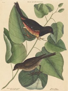 The Towhe Bird (Fringilla erythrophthalma) af Mark Catesby