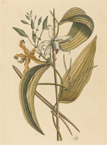 The Vanella (Forever Vanilla) af Mark Catesby