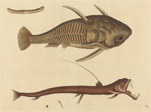 Viper-mouth Silurus cataphractus, udgivet 1731-1743. af Mark Catesby