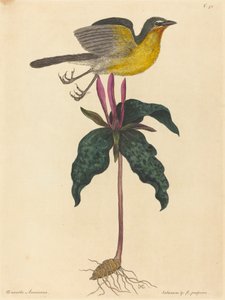 The Yellow-breasted Chat, udgivet 1754. af Mark Catesby