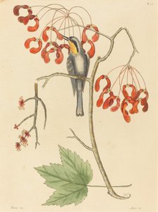 The Yellow Throated Creeper, udgivet 1754. af Mark Catesby
