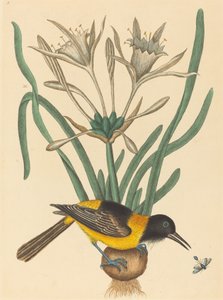 Den gule og sorte pye (Oriolus Icterus) af Mark Catesby