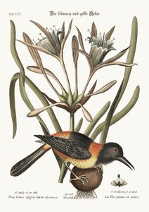 The Yellow and Black Pye, 1749-73 af Mark Catesby