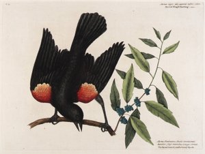 Den rødvingede stær. Den bredbladede lysbær-myrtle. af Mark Catesby