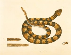 Viper Caudison Snake, Rattlesnake, plade 41, vol. 1, fra 