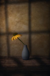 Den gule blomsters skygge