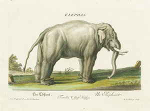 Asiatisk elefant i lænker af Martin Elias Ridinger