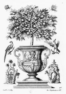 Citrustræer, c.1735 af Martin Engelbrecht