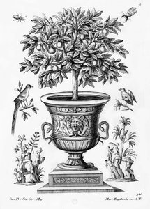 Citrustræer, c.1735 af Martin Engelbrecht