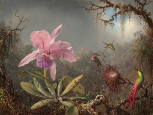 Cattleya orkidé og tre kolibrier af Martin Johnson Heade