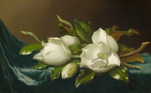 Magnolier på lyseblå fløjlsdug af Martin Johnson Heade