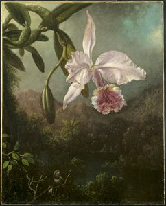Orkidé blomstrer af Martin Johnson Heade
