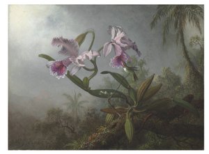 Lyserøde orkideer og kolibri på en kvist, 1875 af Martin Johnson Heade