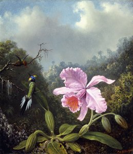 Stilleben med orkidé og par kolibrier, ca. 1890