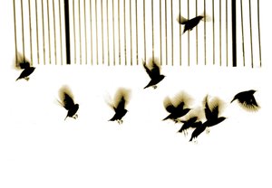 Stære, 2003 (fotogravure)