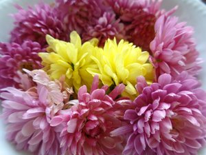 Krysantemum blomster af Martina Konitzky