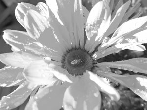 Grå af Martina Konitzky