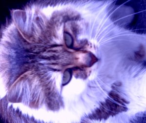 Kitty Lila af Martina Konitzky