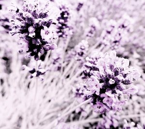 Lavendel lilla sølv af Martina Konitzky