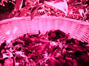 Rosenblade potpourri af Martina Konitzky