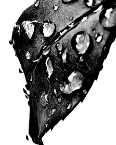 Grå vanddråber af Martina Konitzky