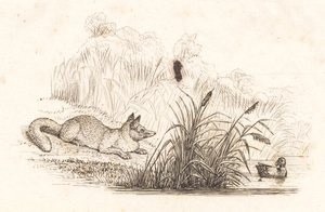 Illustration til "Halvhundrede Fabler for Børn" af Hey af Martinus Rørbye