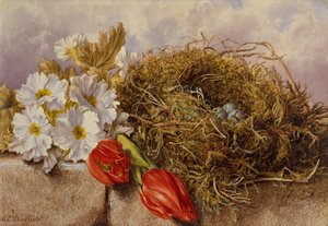 Et stilleben med blomstrende tulipaner og en fuglerede på en afsats (blyant og akvarel)