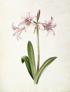 (Amaryllis) Vittata Formosa af Mary Elizabeth Rosenberg