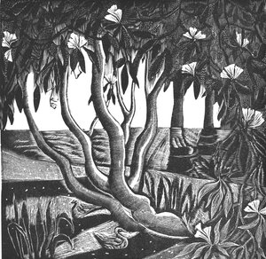 Rhododendron, Holland Park, 2006 (vinylgravering) af Mary Kuper