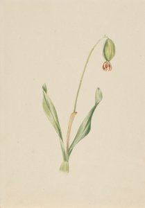 (Uden titel) (Plantestudie) af Mary Vaux Walcott