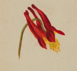 (Uden titel) af Mary Vaux Walcott
