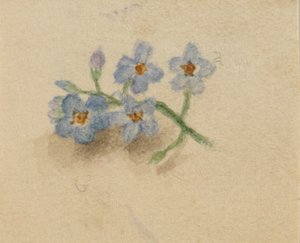 (Uden titel) af Mary Vaux Walcott