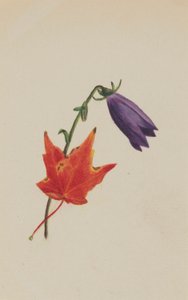 (Uden titel) af Mary Vaux Walcott