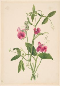 (Uden titel - blomsterstudie)